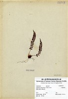 藏品(小葉鐵角蕨)的圖片